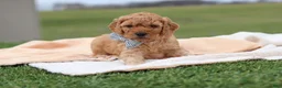 Mini Goldendoodle dogs for sale: Tigger - Ad 4