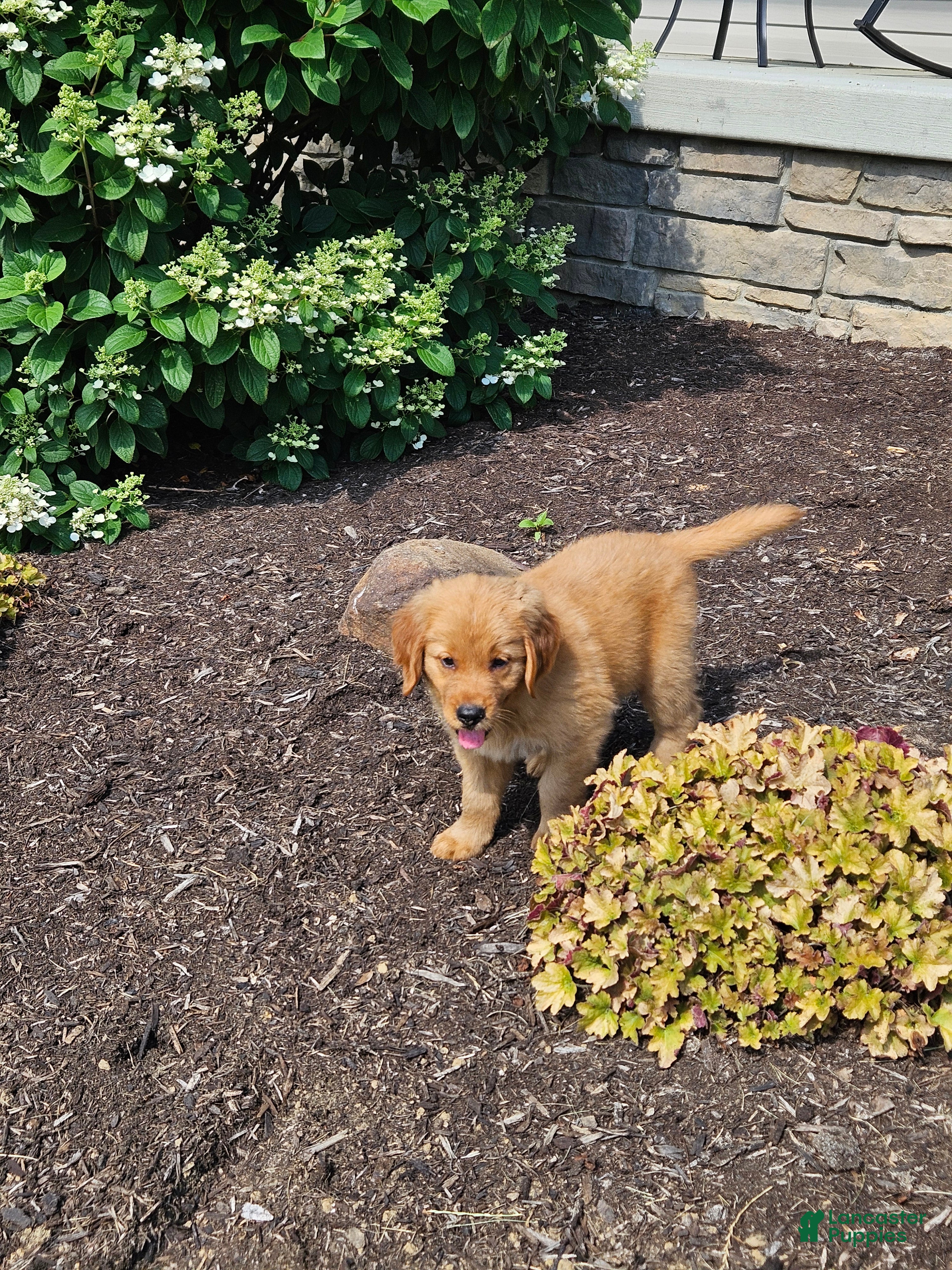 Golden Retriever dogs for sale: Dakota  - Ad 3