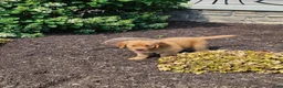 Golden Retriever dogs for sale: Dakota  - Ad 1