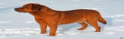 Labrador Retriever dogs for stud: Fox Red Stud - Ad 2