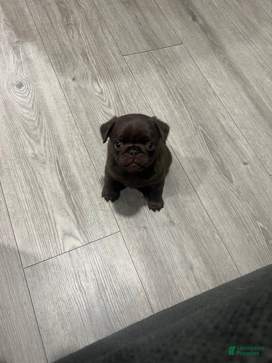 Pug dogs for sale: Chocolate  - Ad 5