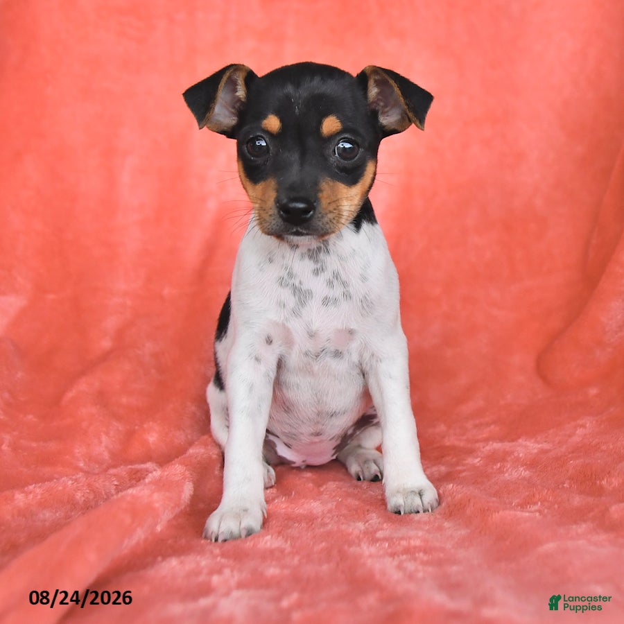 Rat Terrier dogs Fiona - Ad 1