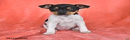 Rat Terrier dogs for sale: Fiona - Ad 1