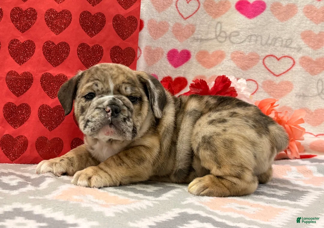 English Bulldog dogs for sale: Sweetie - Ad 4