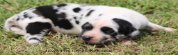 Great Dane dogs for sale: Great Dane 1 - Ad 2