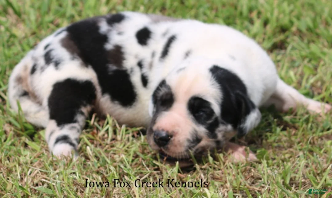 Great Dane dogs for sale: Great Dane 1 - Ad 2