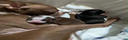 Boston Terrier dogs for sale: Boston Terrier 1 - Ad 3