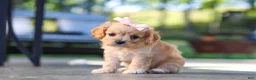 Cavapoo dogs for sale: Sky - Ad 4