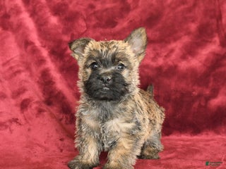 Cairn Terrier dogs - Ad 10