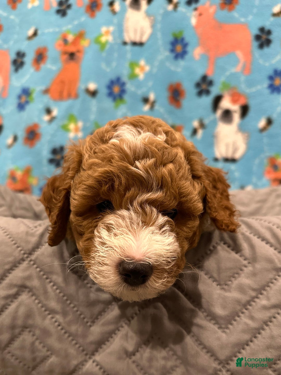 Goldendoodle dogs for sale: Nova - Ad 2
