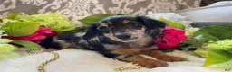 Miniature Dachshund dogs for sale: Lilly - Ad 6