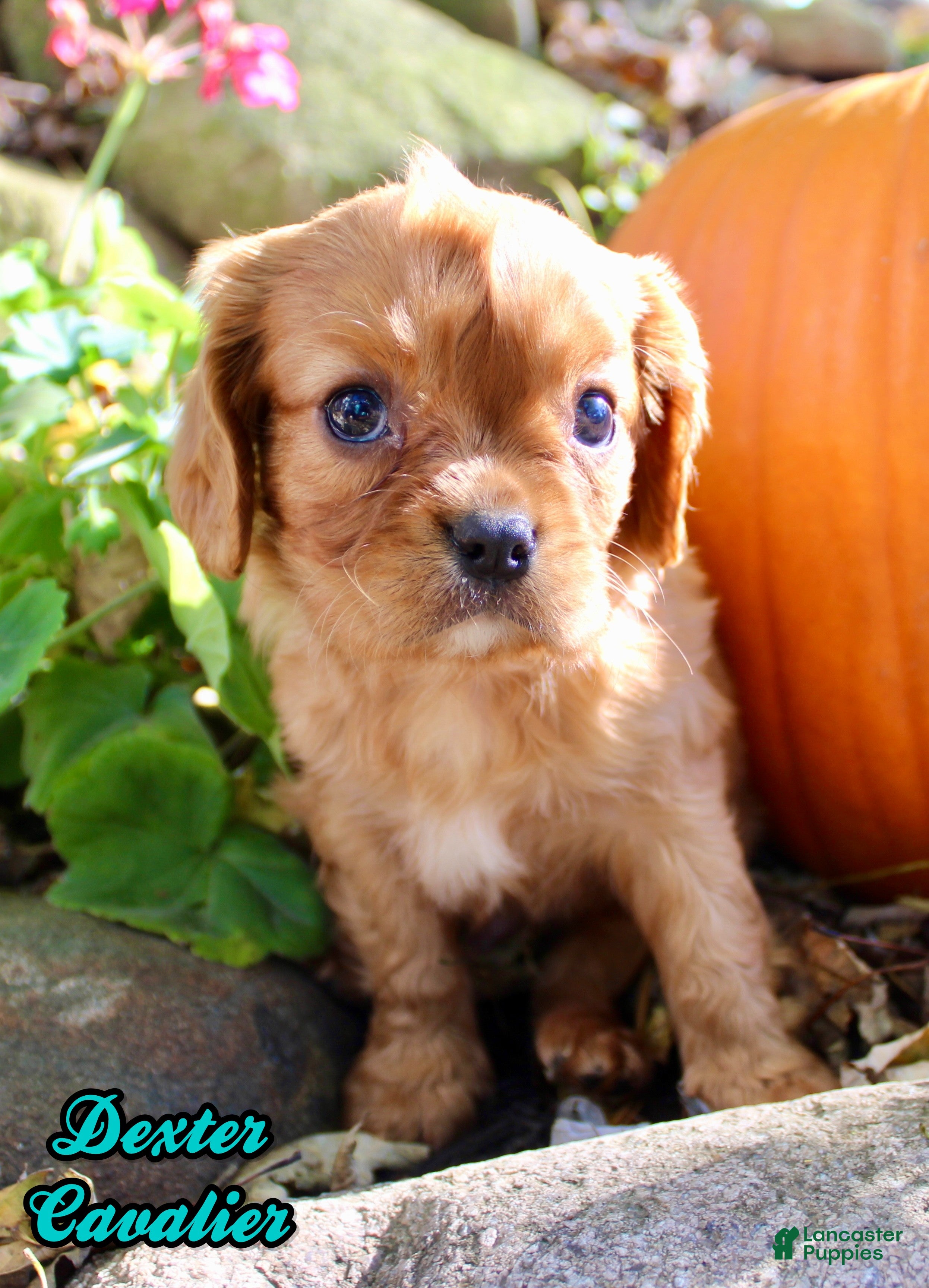 Cavalier King Charles Spaniel dogs Dexter Male AKC Cavalier - Ad 1