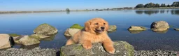 Golden Retriever dogs for sale: Golden Retriever Puppy 2 - Ad 2