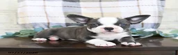 Frenchton dogs for sale: Johnny - Ad 2