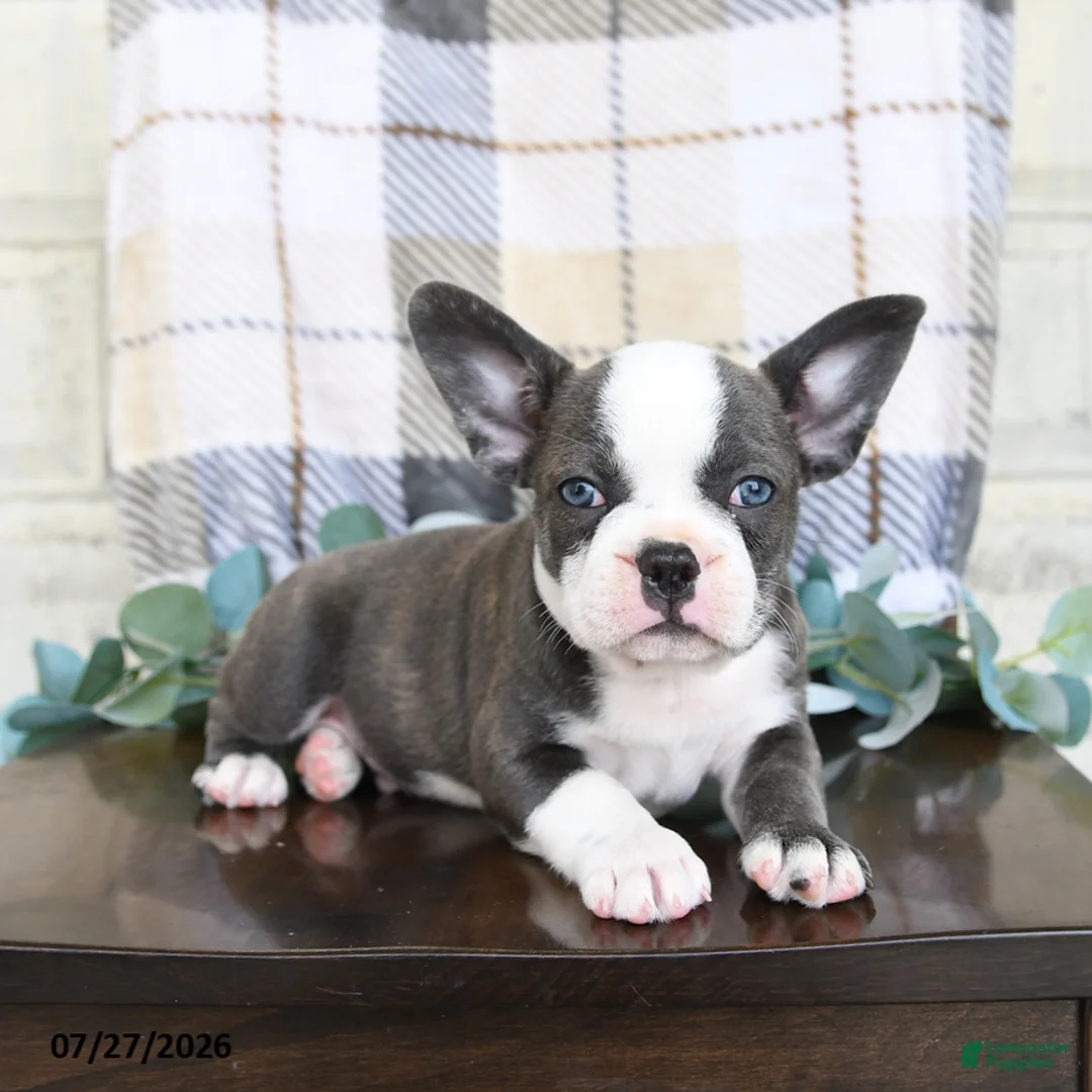 Frenchton dogs for sale: Johnny - Ad 2