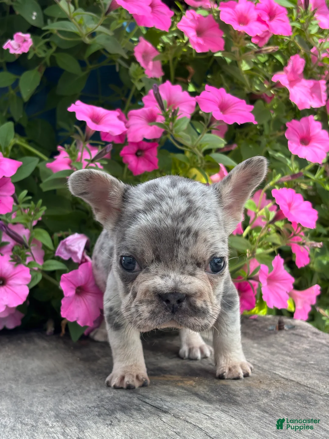 French Bulldog dogs for sale: Oaklynn - Ad 2