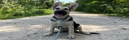 German Shepherd dogs for sale: Brooklynn  - Ad 3