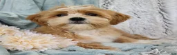 Shihpoo dogs for sale: Hudson - Ad 6