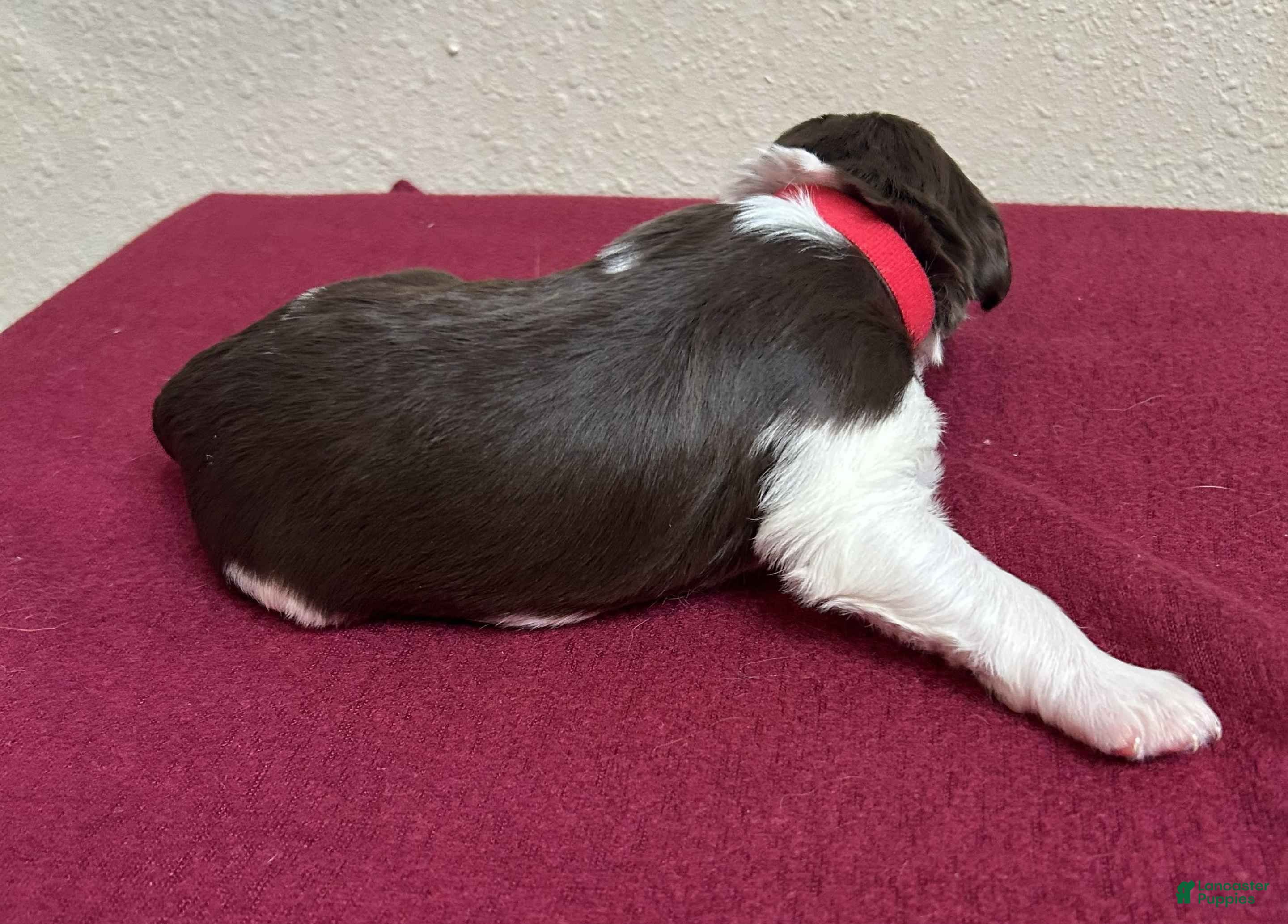 Brittany Spaniel dogs Red Collar - Ad 2