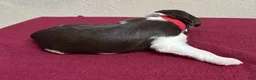 Brittany Spaniel dogs for sale: Red Collar - Ad 2