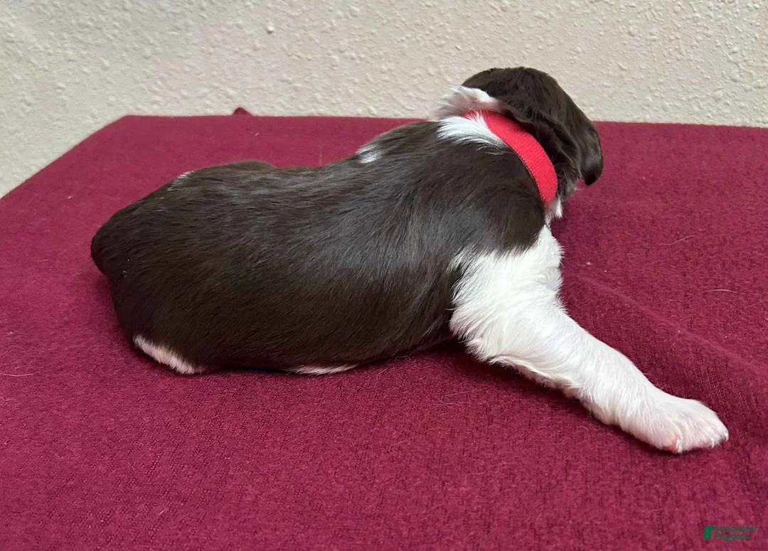 Brittany Spaniel dogs for sale: Red Collar - Ad 2