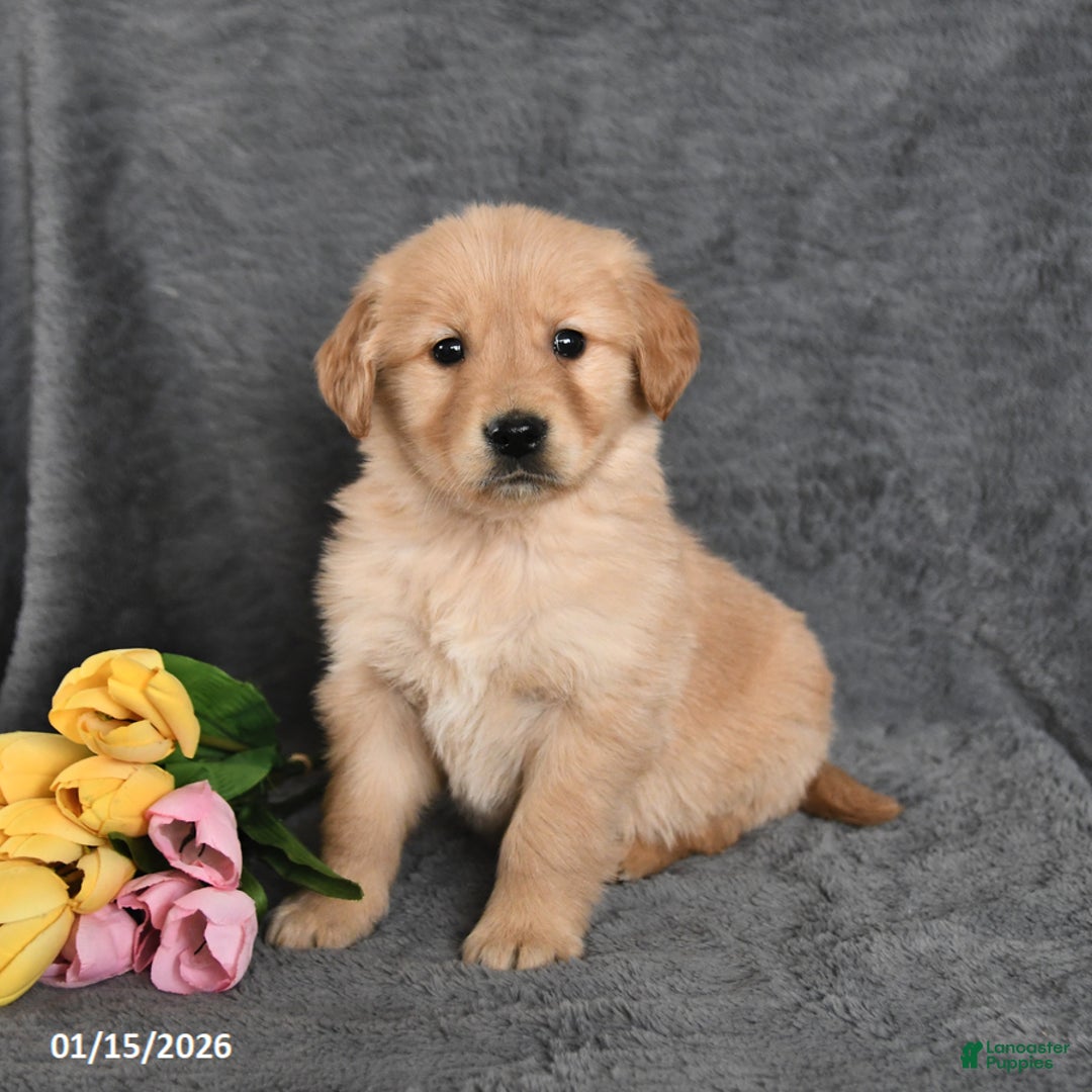 Golden Retriever dogs for sale: Carter - Ad 2