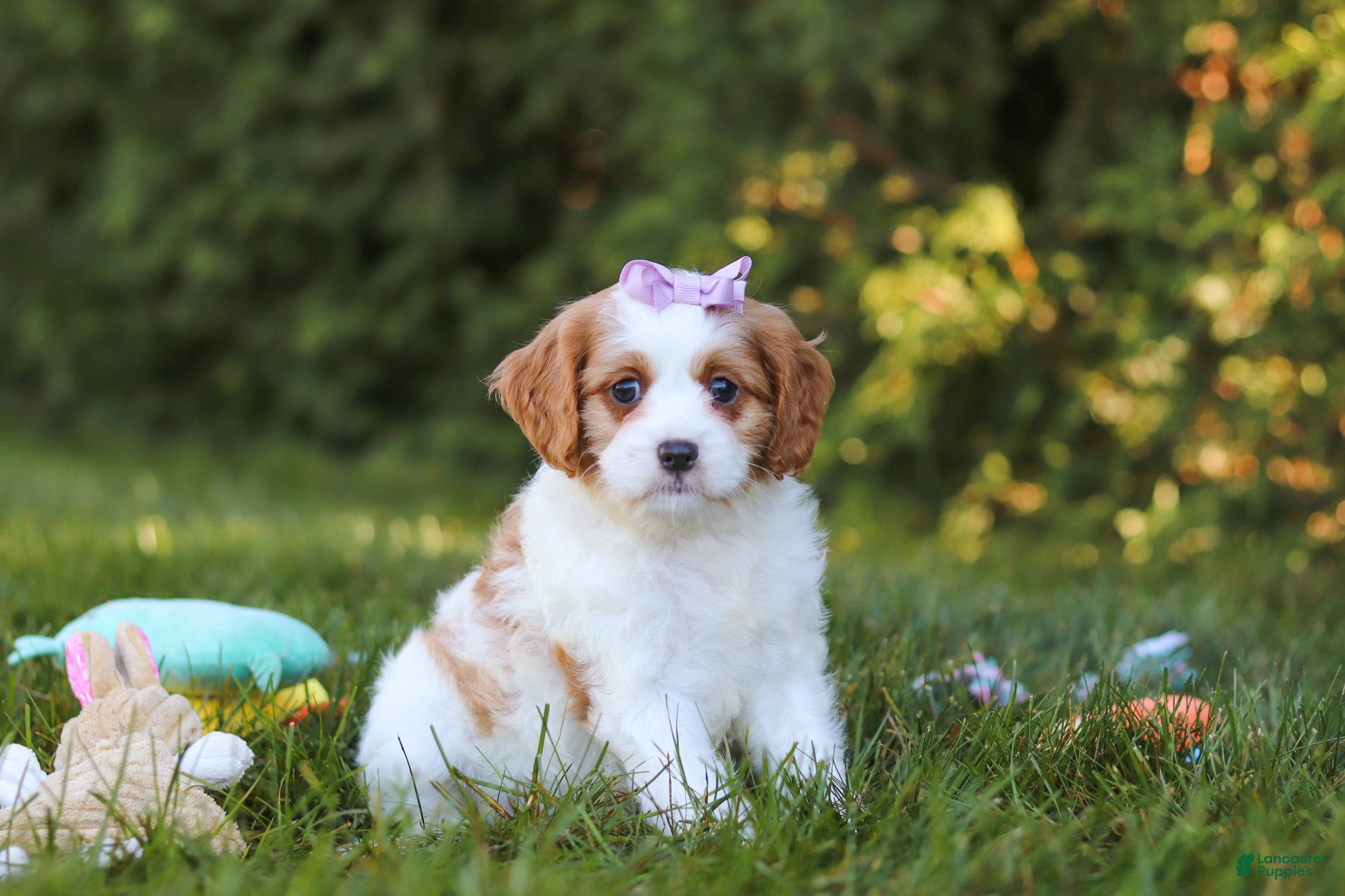 Cavapoo dogs for sale: Ingrid - Ad 1