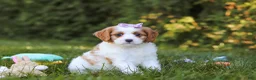 Cavapoo dogs for sale: Ingrid - Ad 4