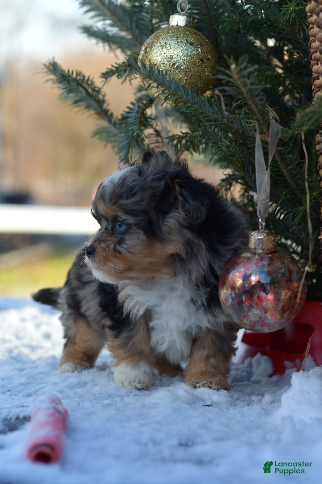 Mini Aussiedoodle dogs for sale: Jackson - Ad 22