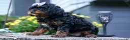 Cavapoo dogs for sale: Wanda 🐶 - Ad 4