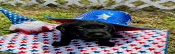 Labrador Retriever dogs for sale: Sparky - Ad 5