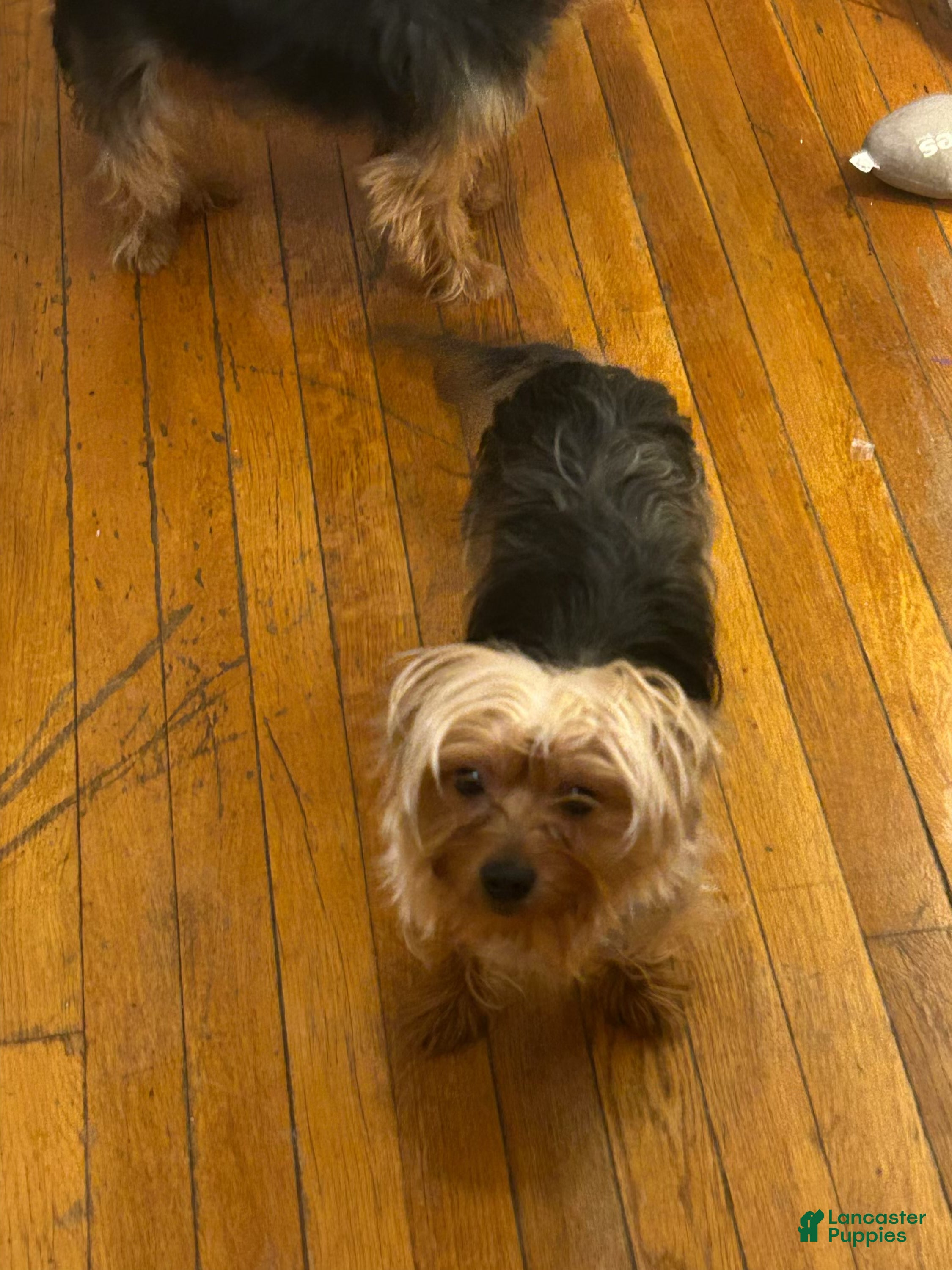 Yorkshire Terrier dogs Rue - Ad 10