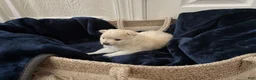 Pomeranian dogs for sale: Lurex  - Ad 10