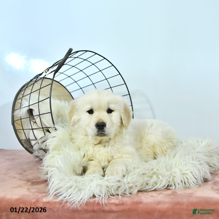 Golden Retriever dogs Charlie - Ad 5