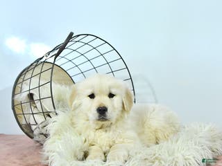 Golden Retriever dogs Charlie - Ad 5