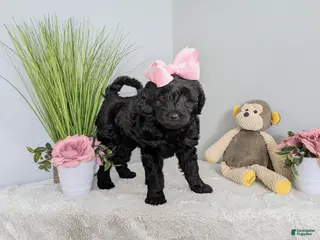 Goldendoodle dogs Golden Mountain Doodle Puppy 4 - Ad 35