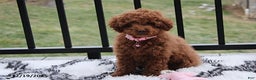 Toy Poodle dogs for sale: Paige - Ad 1