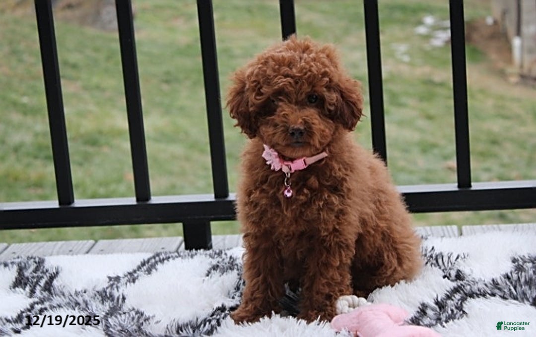 Toy Poodle dogs for sale: Paige - Ad 1