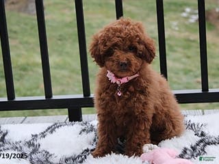 Toy Poodle dogs Paige - Ad 39