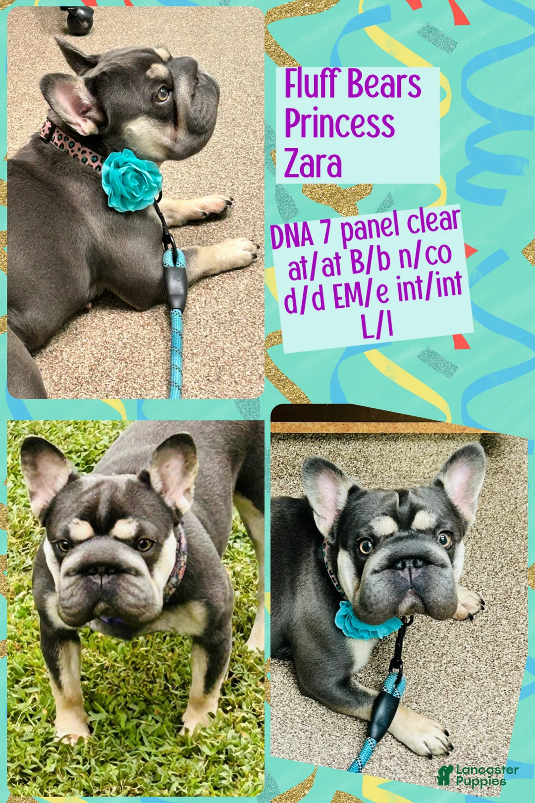 French Bulldog dogs for sale: French Bulldog Tiny Micro Cocoa Blue & Tan Big Rope 6 panel health clear - Ad 3