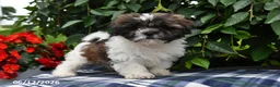 Shih Tzu dogs for sale: Kyle - Ad 3