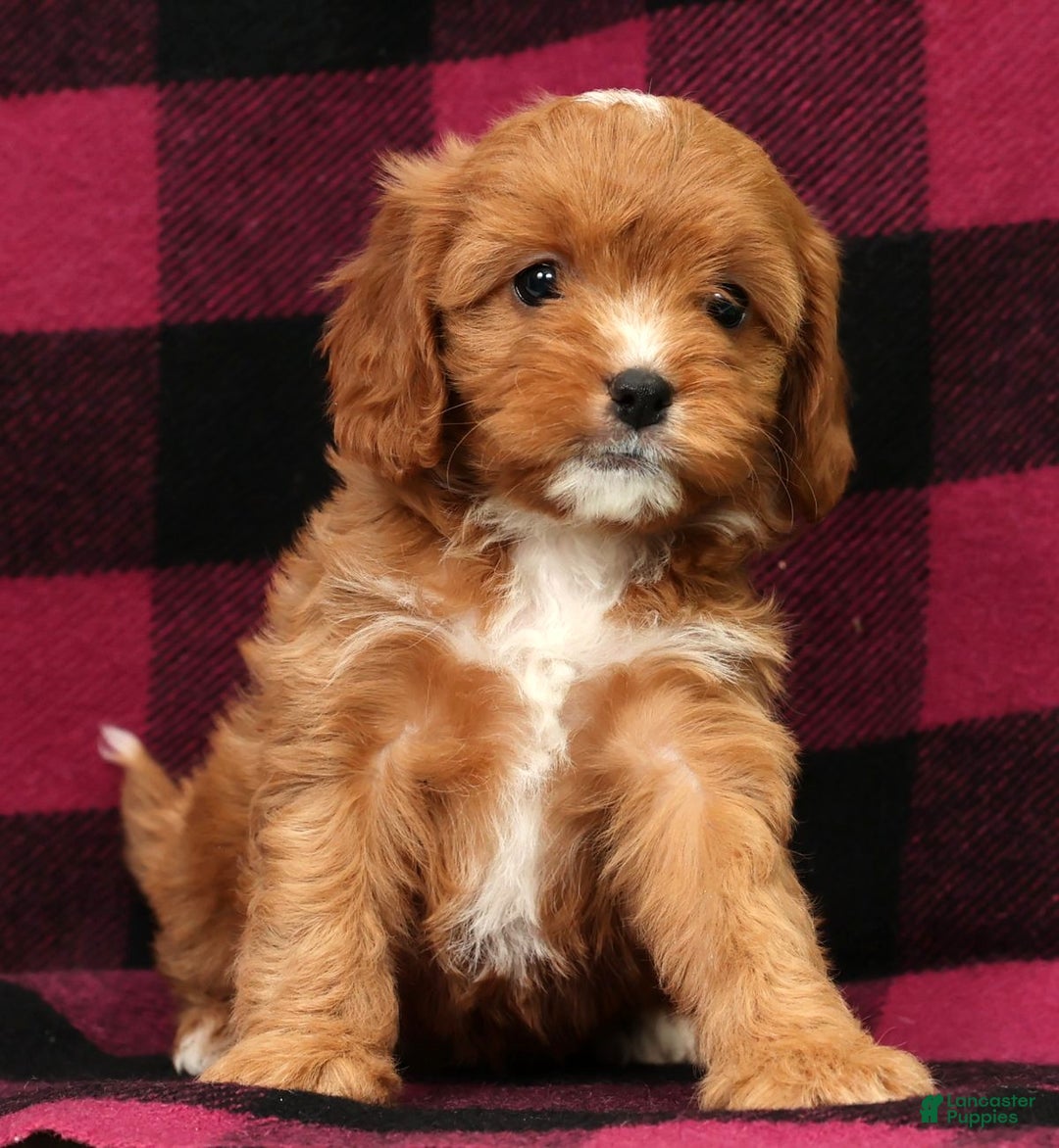 Cavapoo dogs for sale: Angel - Ad 4