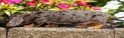 Miniature Dachshund dogs for sale: Holly 🌸 - Ad 14