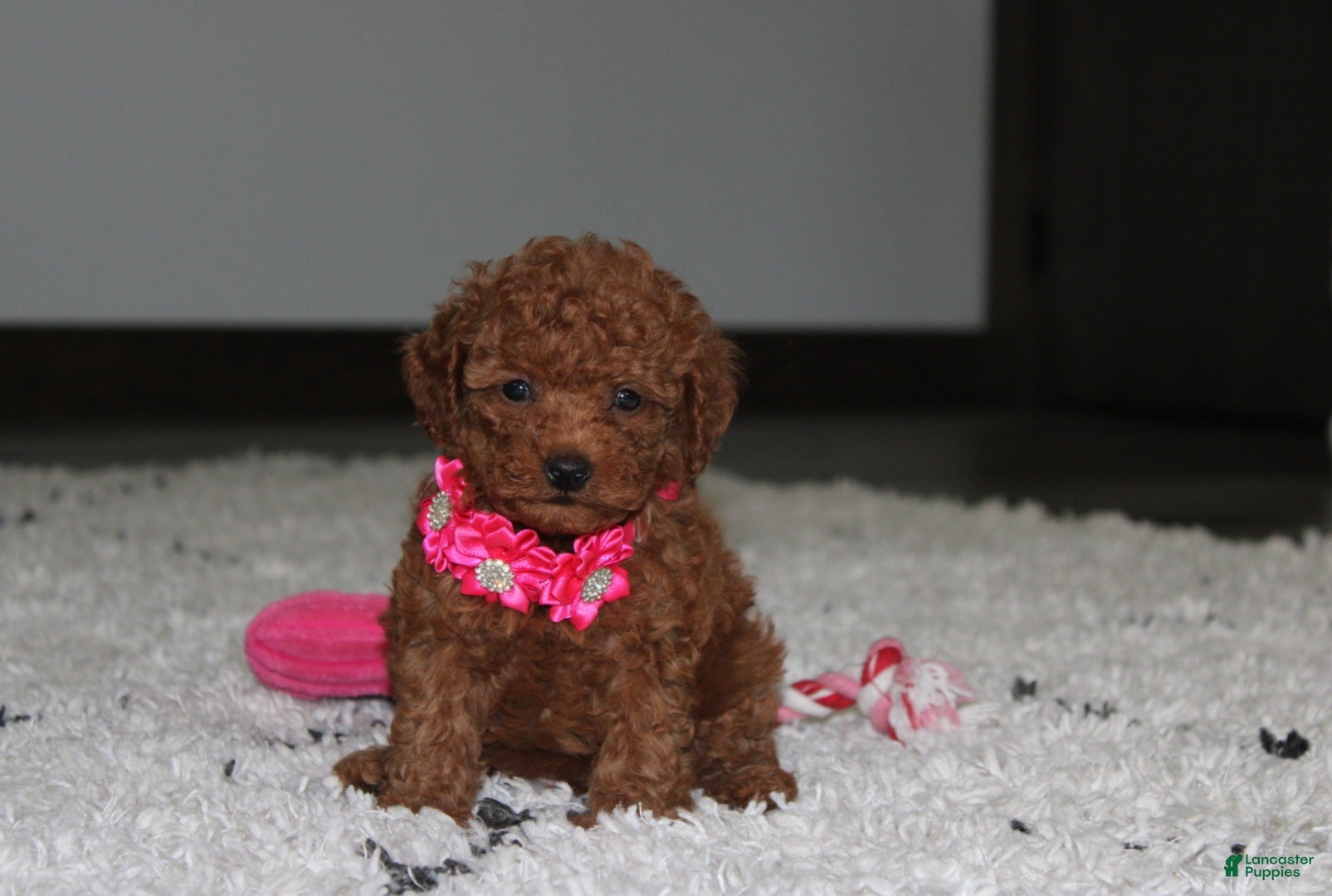 Toy Poodle dogs Beauty - Ad 1