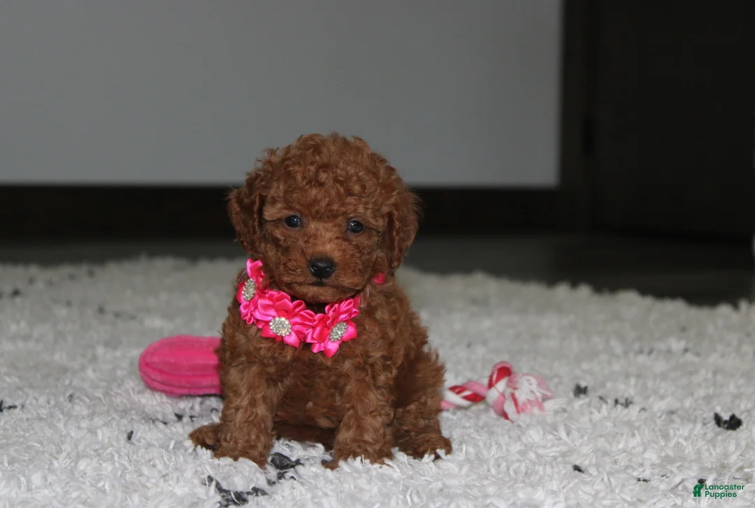 Toy Poodle dogs for sale: Beauty - Ad 1