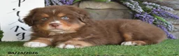 Australian Shepherd dogs for sale: Rusty - Ad 2