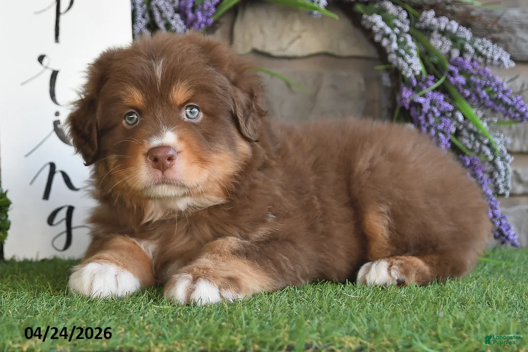 Australian Shepherd dogs for sale: Rusty - Ad 2