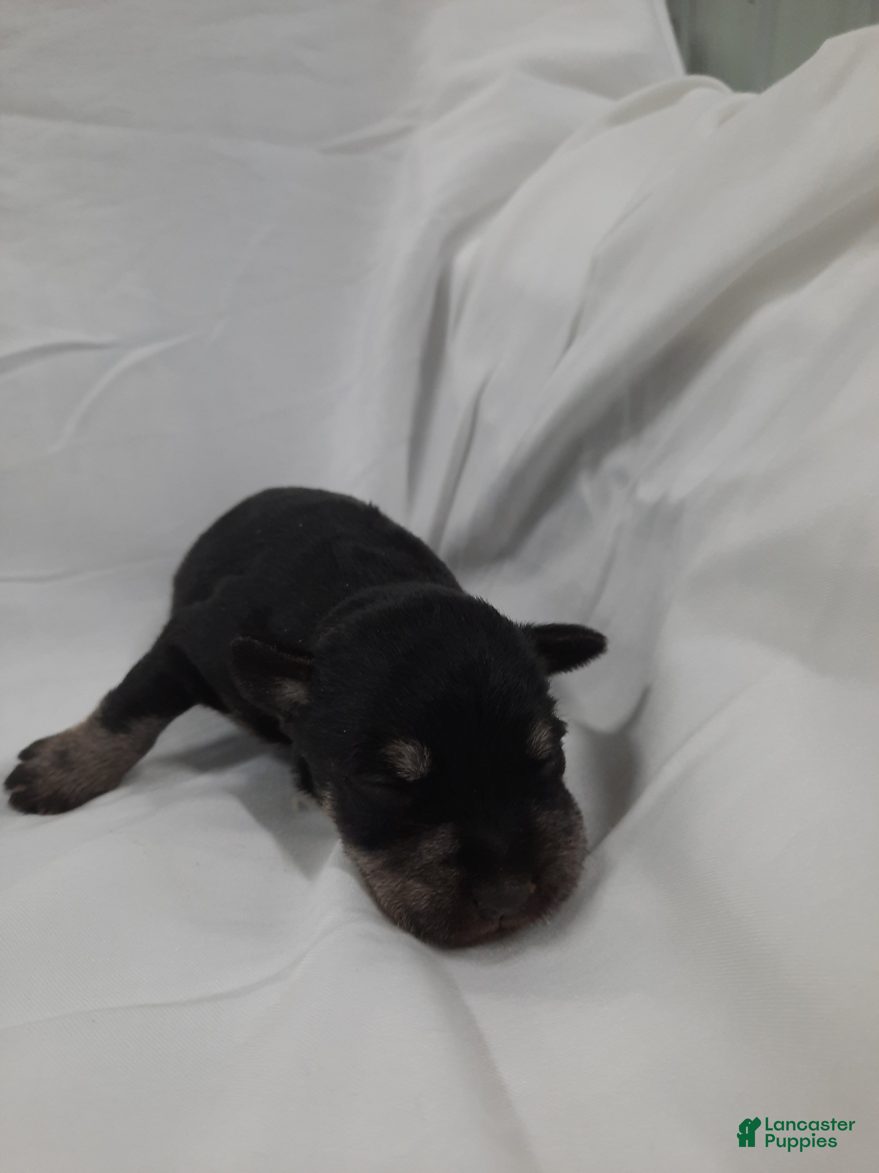 Miniature Schnauzer dogs AKC Sadie - Ad 2