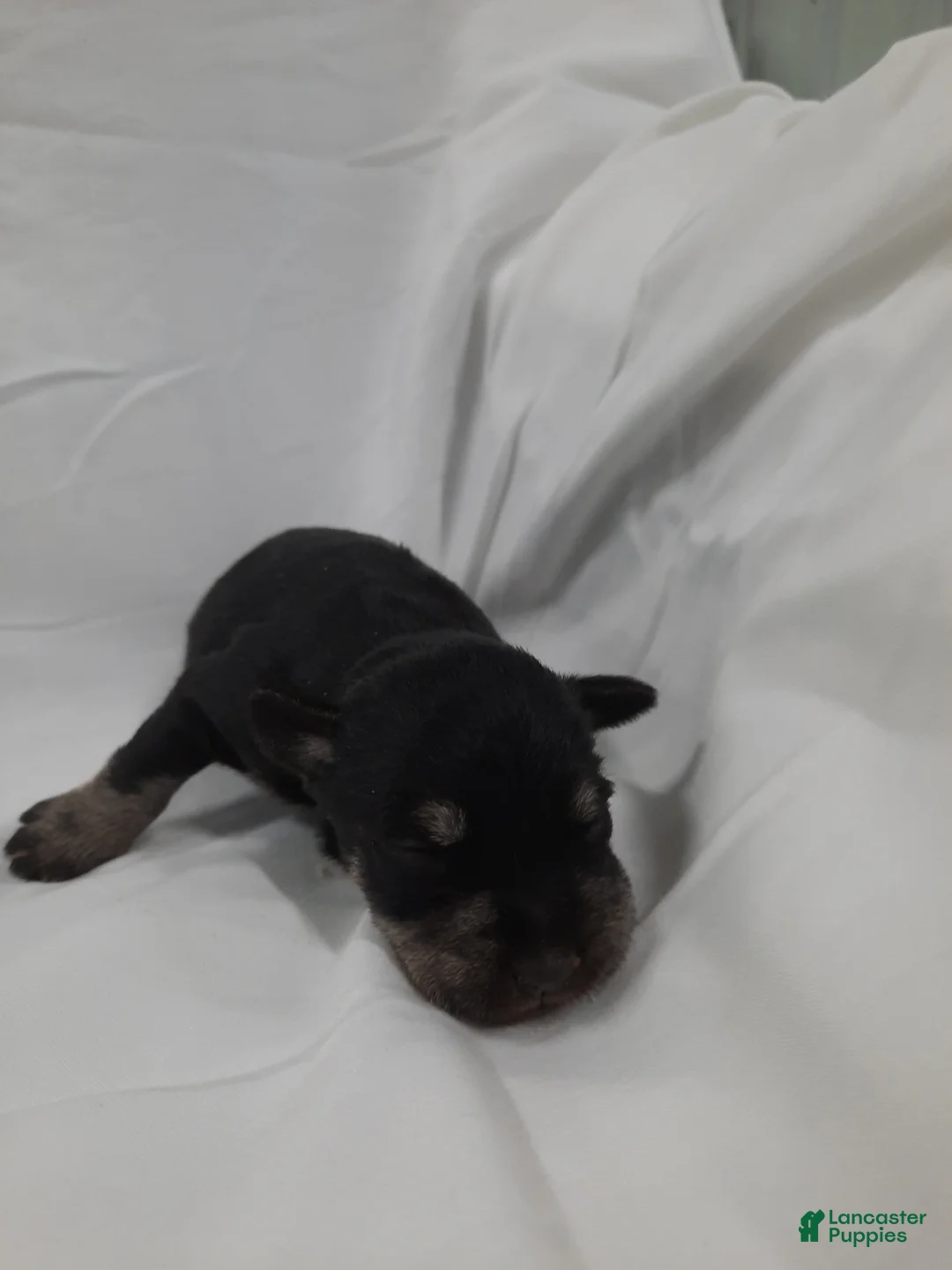 Miniature Schnauzer dogs for sale: AKC Sadie - Ad 2