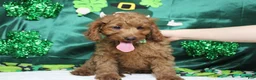 Cavapoo dogs for sale: Cinnamon  - Ad 3